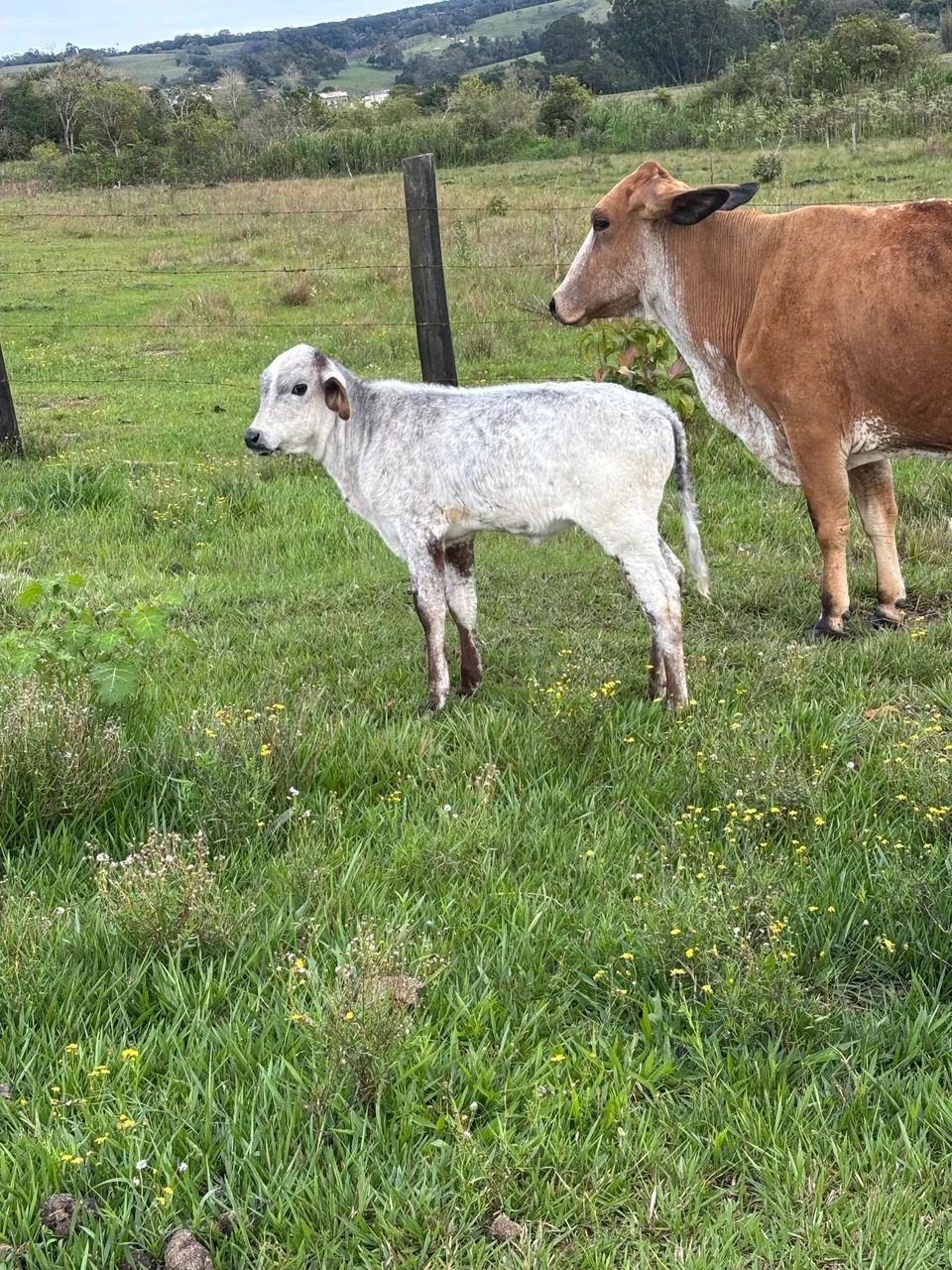 Vaca e duas Bezzeras !