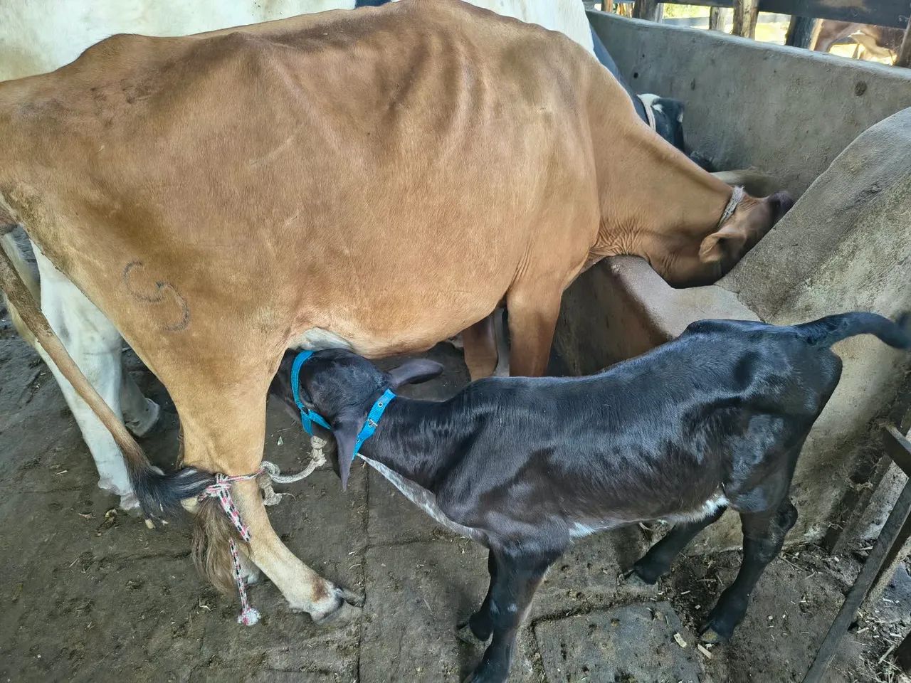 Vaca com bezerro  - Foto 3