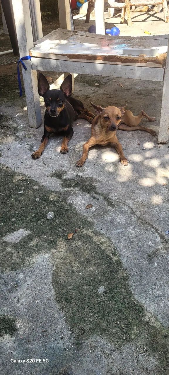 Casal de pincher  - Foto 3