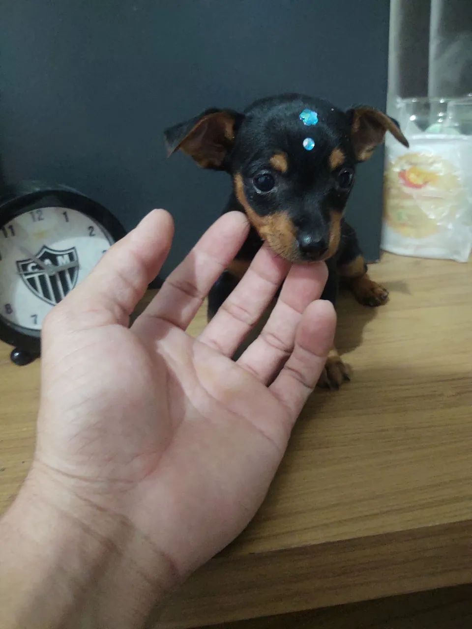 Pinscher  fêmea  - Foto 3