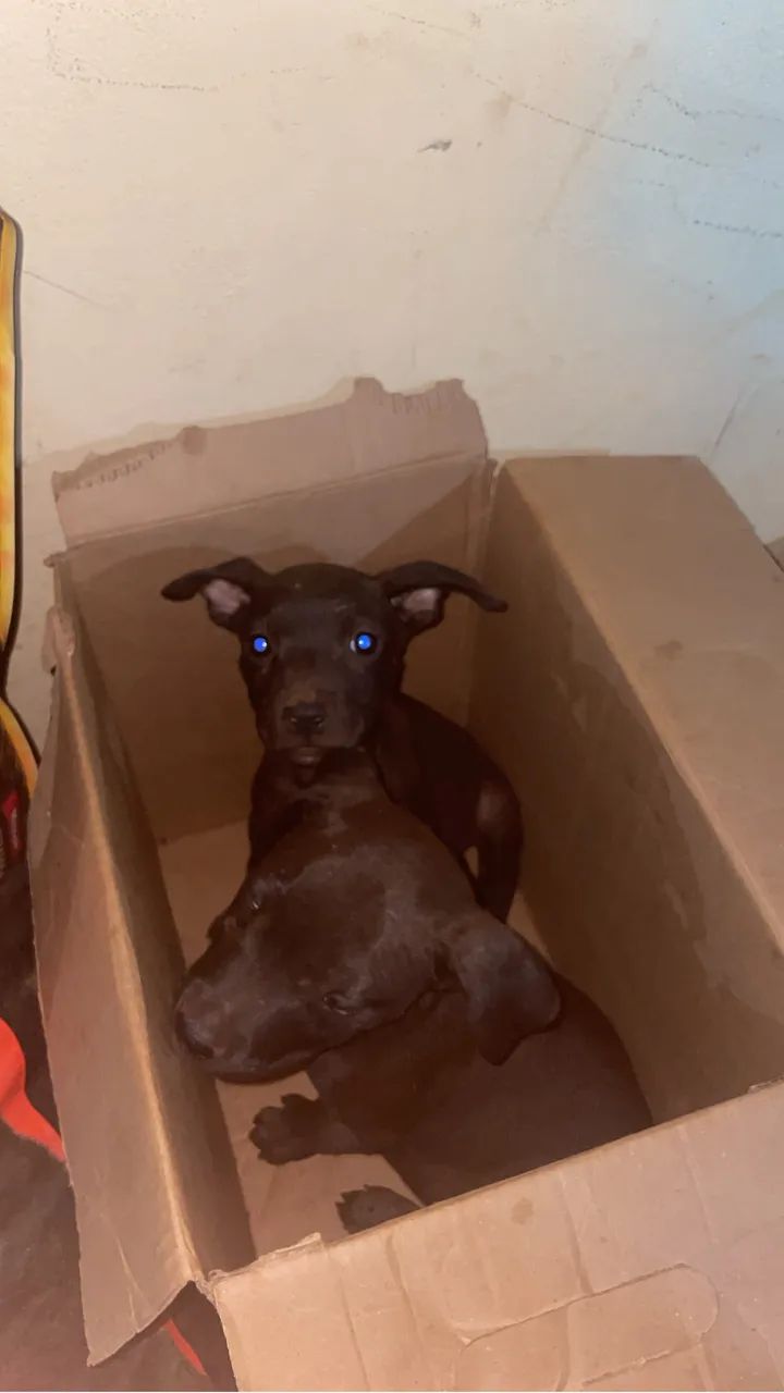 Cachorro - Foto 2