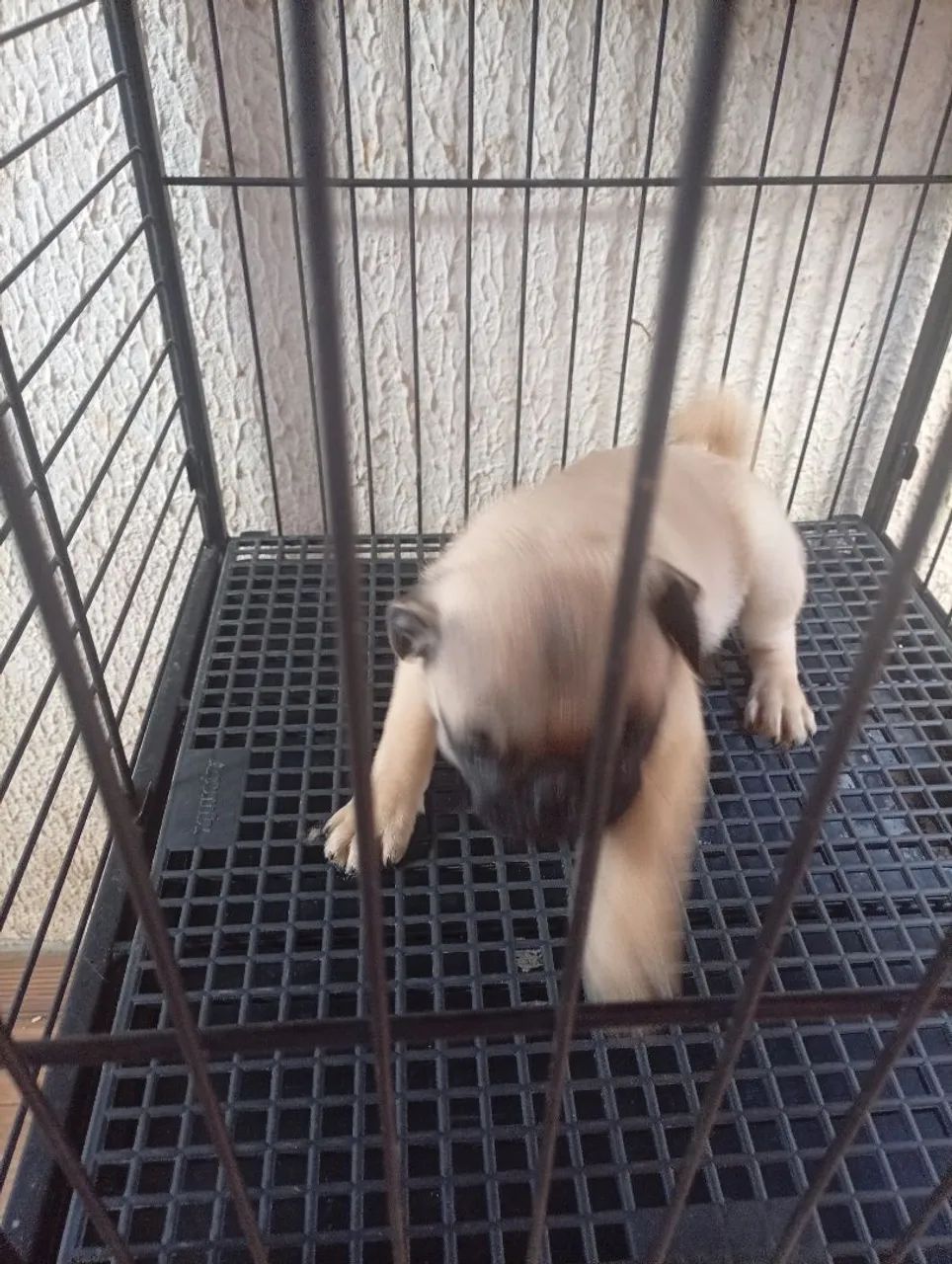 Cachorro  - Foto 3