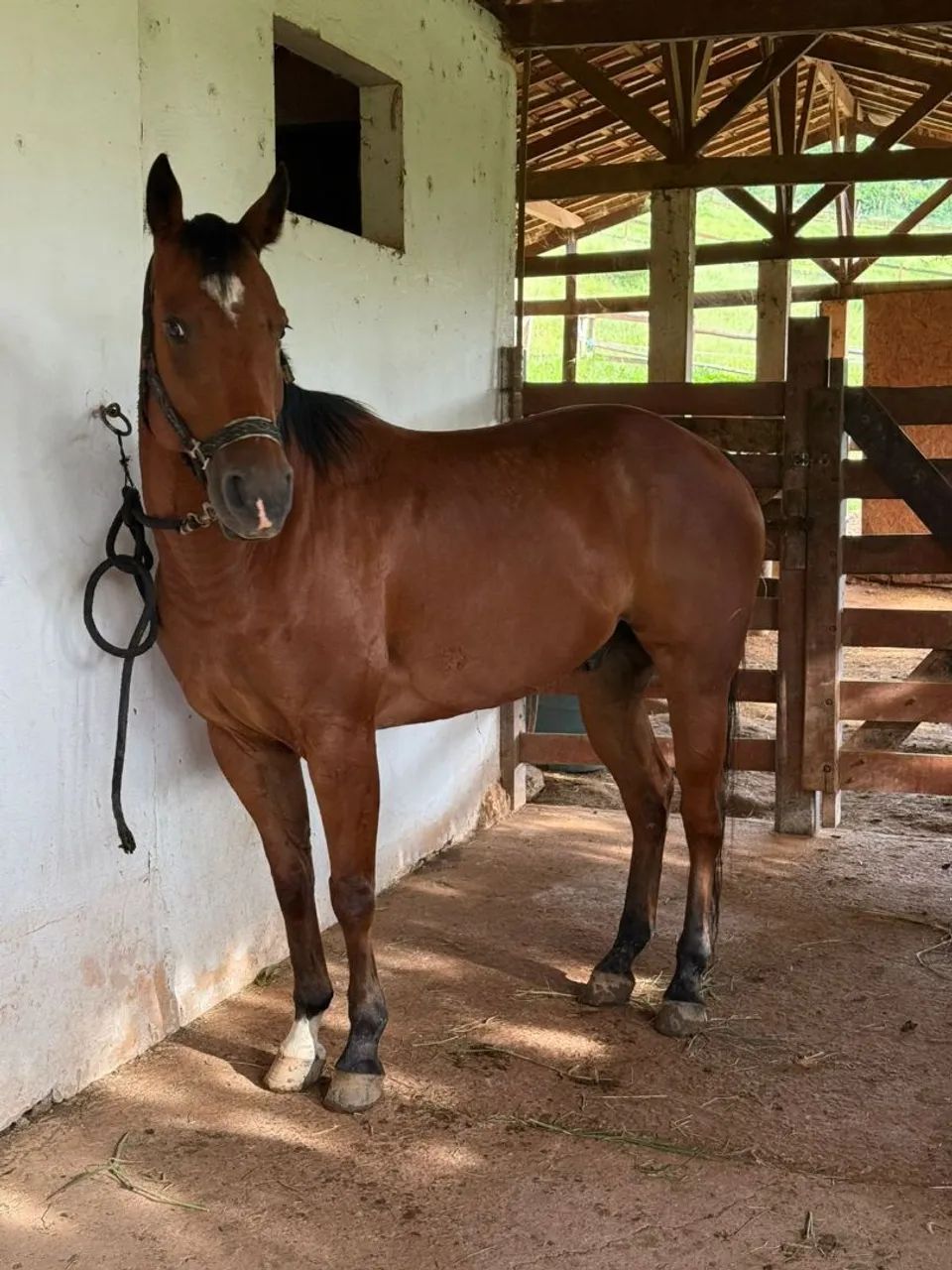 Cavalo