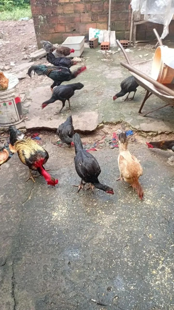 Vendo galinhas e galos 