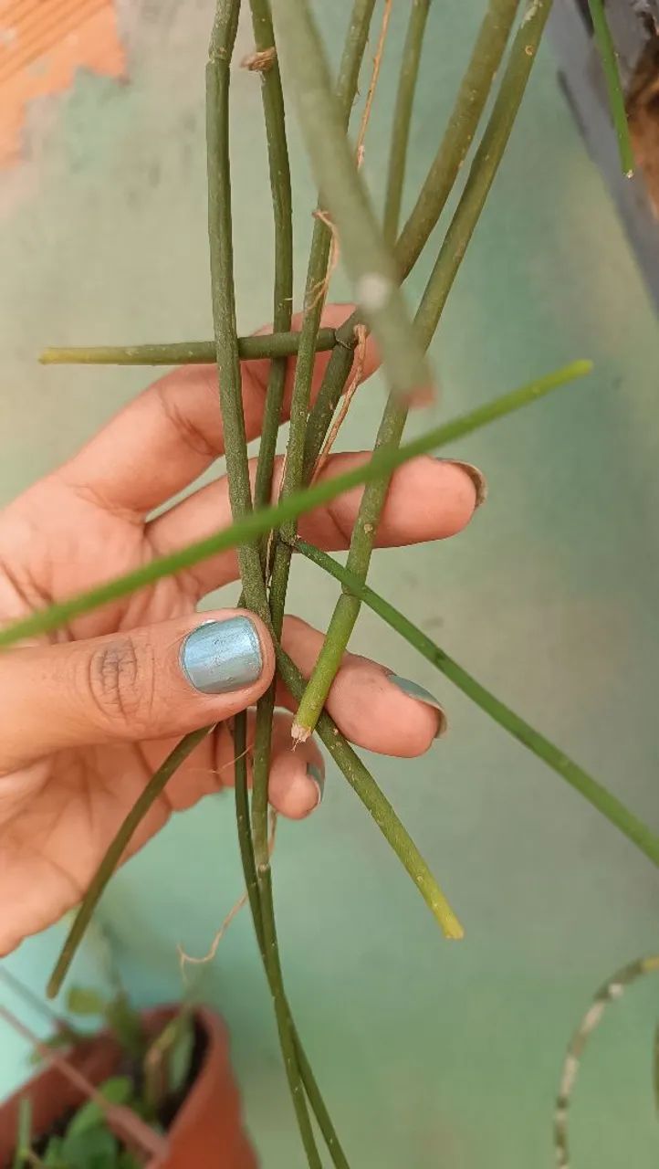 Plantas - Foto 2