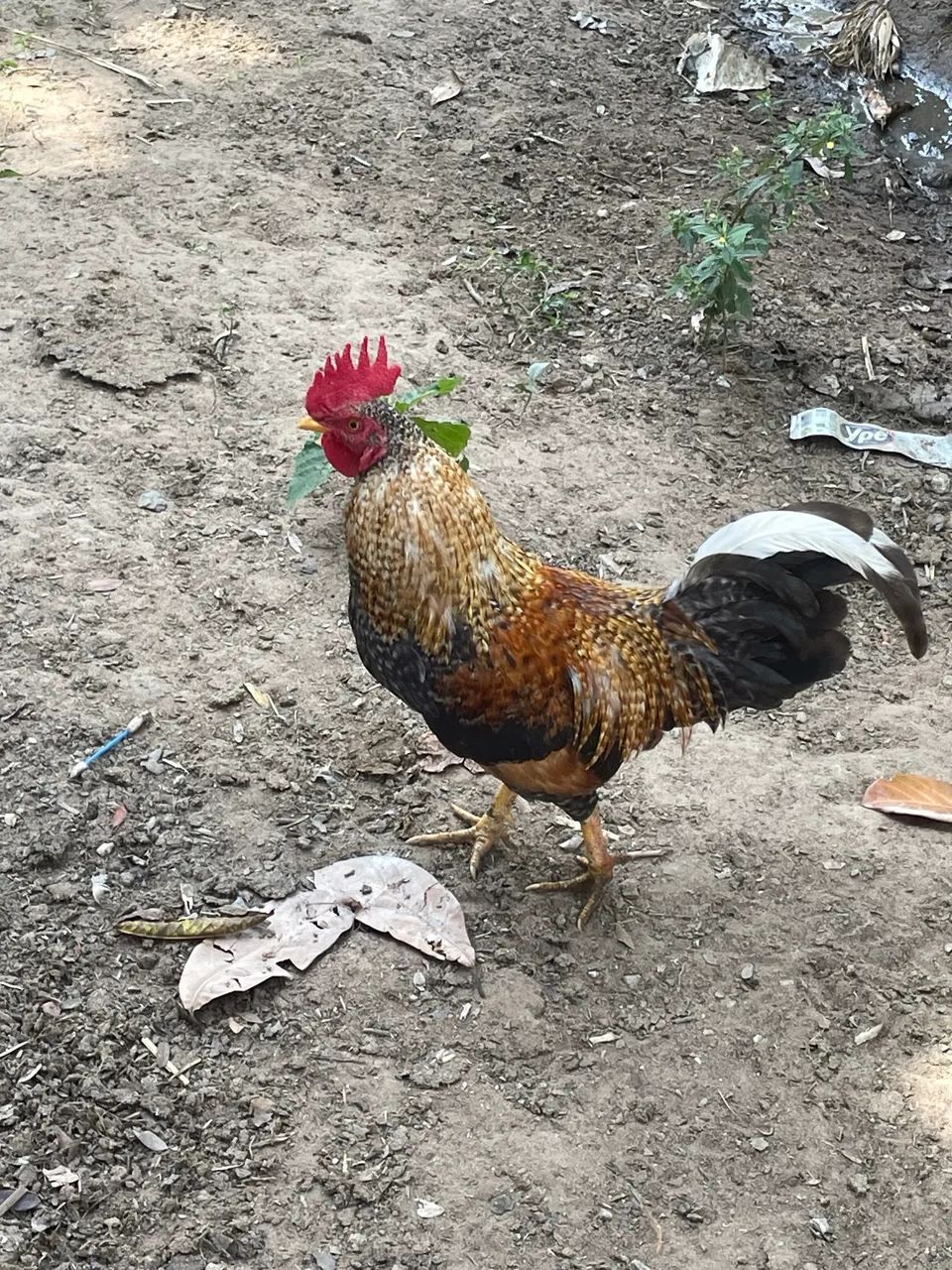 Galos e galinhas
