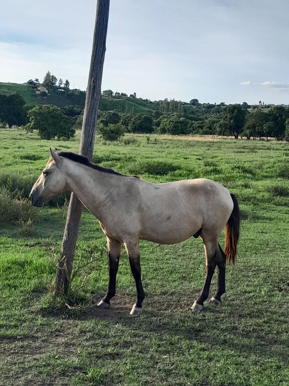 Cavalo Manso - Foto 4