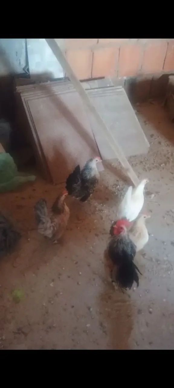  Ovos galados de Mini galinhas ( menor galinhas do mundo) raça Serama - Foto 4