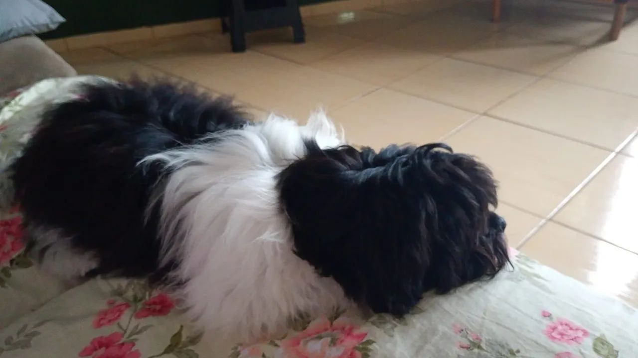 Cachorro dócil  - Foto 5