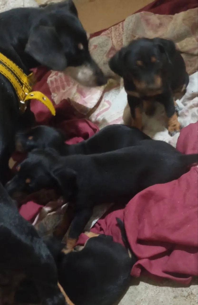 Dachshund Salsichinha fêmea  - Foto 3