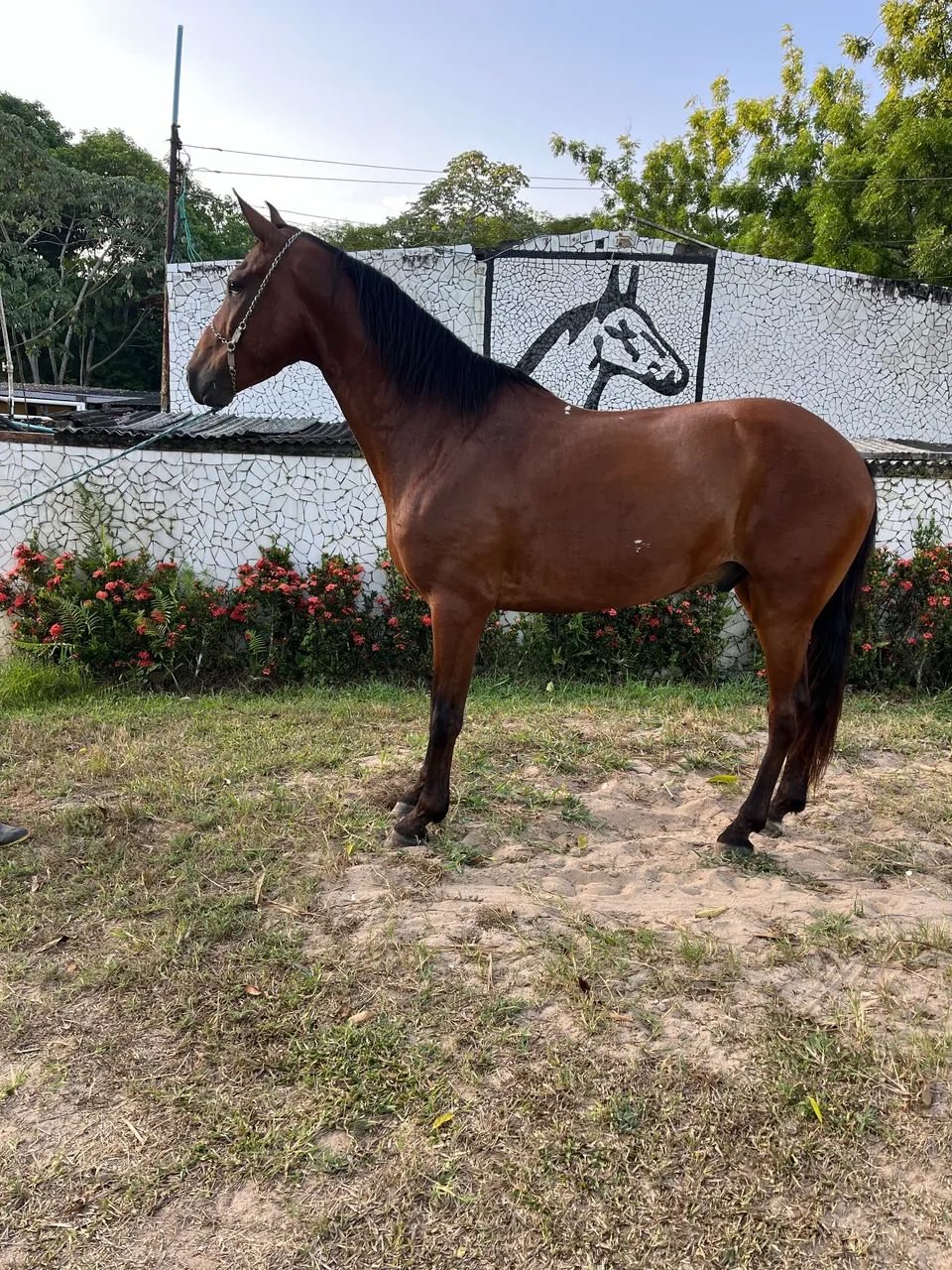 CAVALO CASTANHO SHOW DE MARCHA PICADA