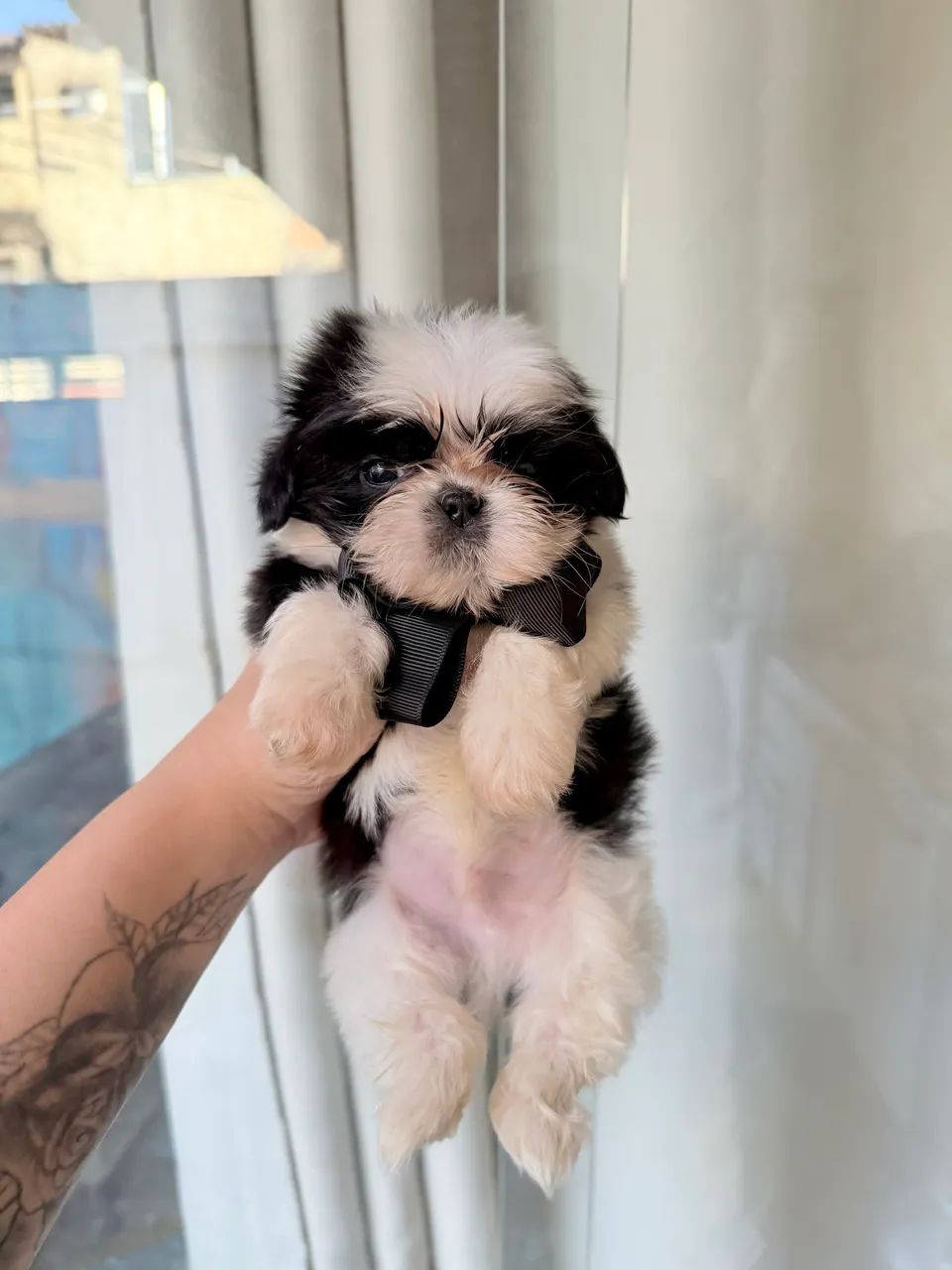 Shitzu mini - Foto 5