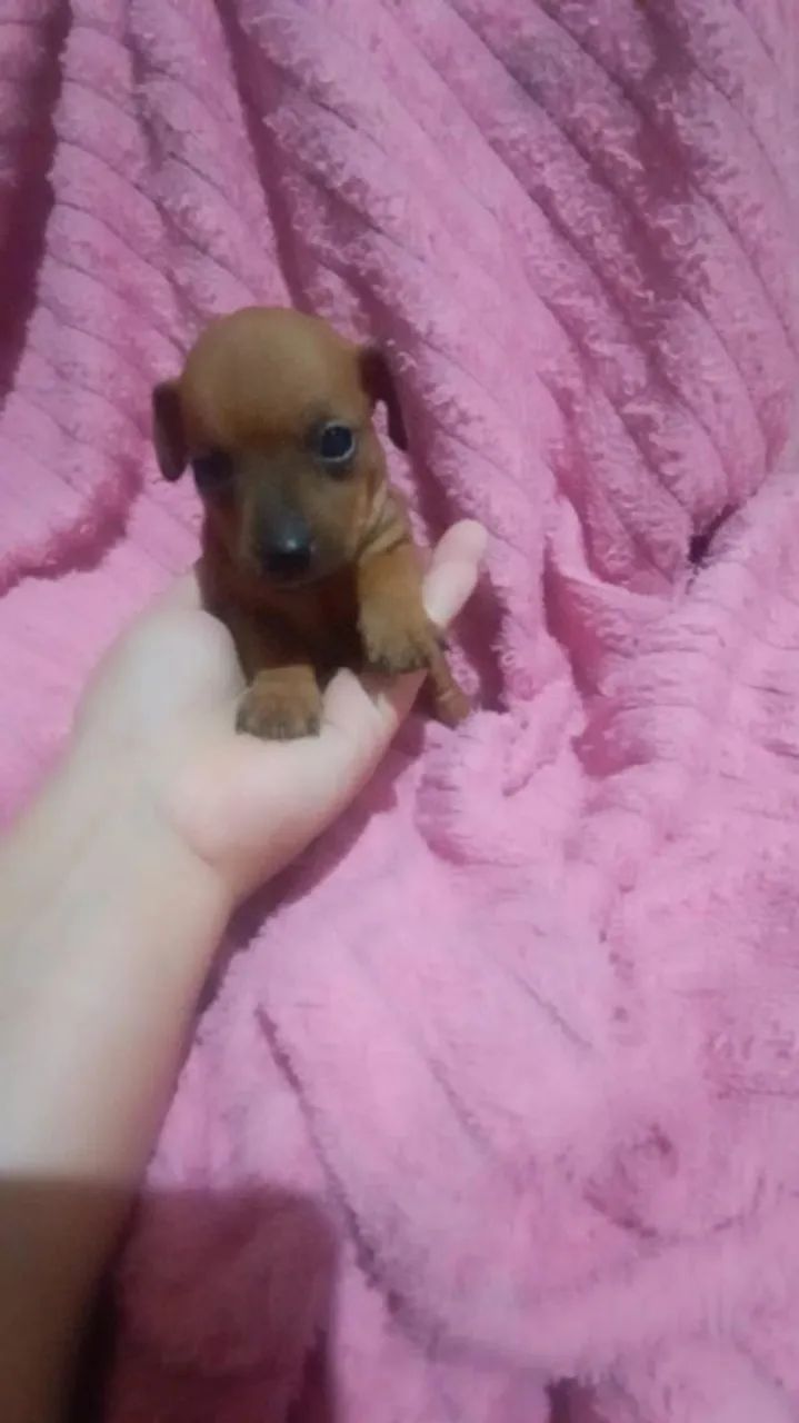 Pinscher zero fêmea  - Foto 5