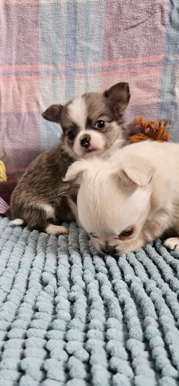 Chihuauha  - Foto 2