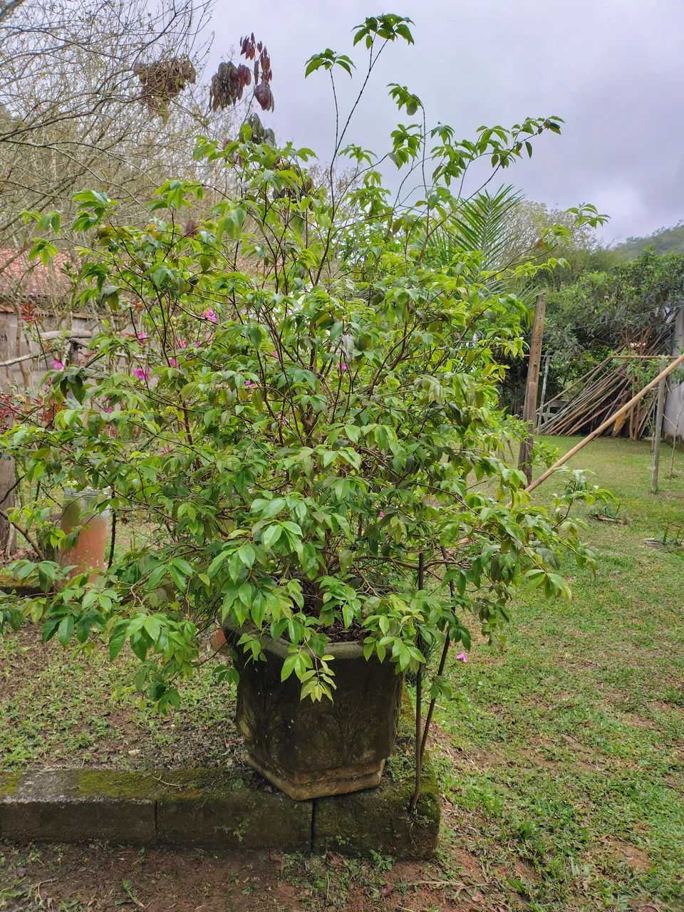 Jaboticabeira 