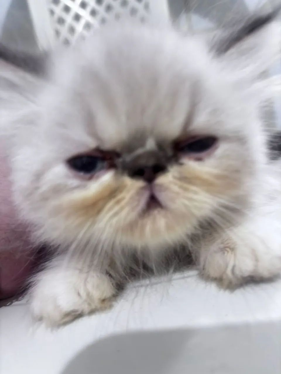 Gatos persas - Foto 6