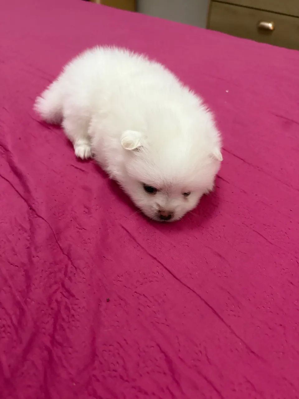 Spitz alemão  - Foto 3