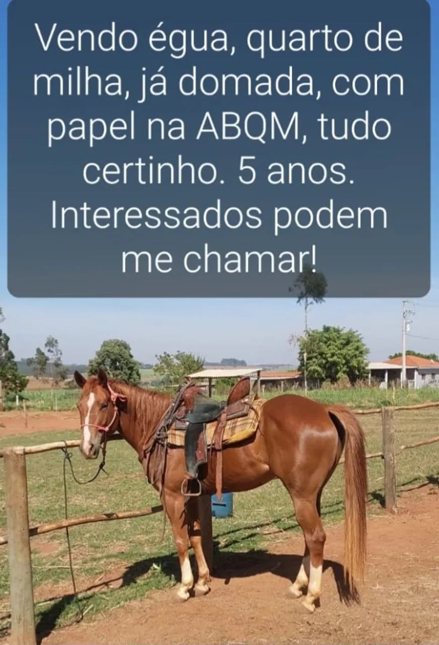 Egua Quarto de Milha  - Foto 3