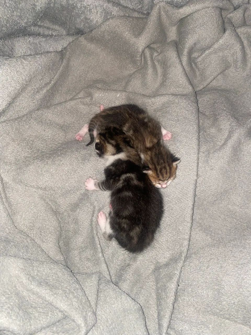 Gatinhos para adoção  - Foto 2