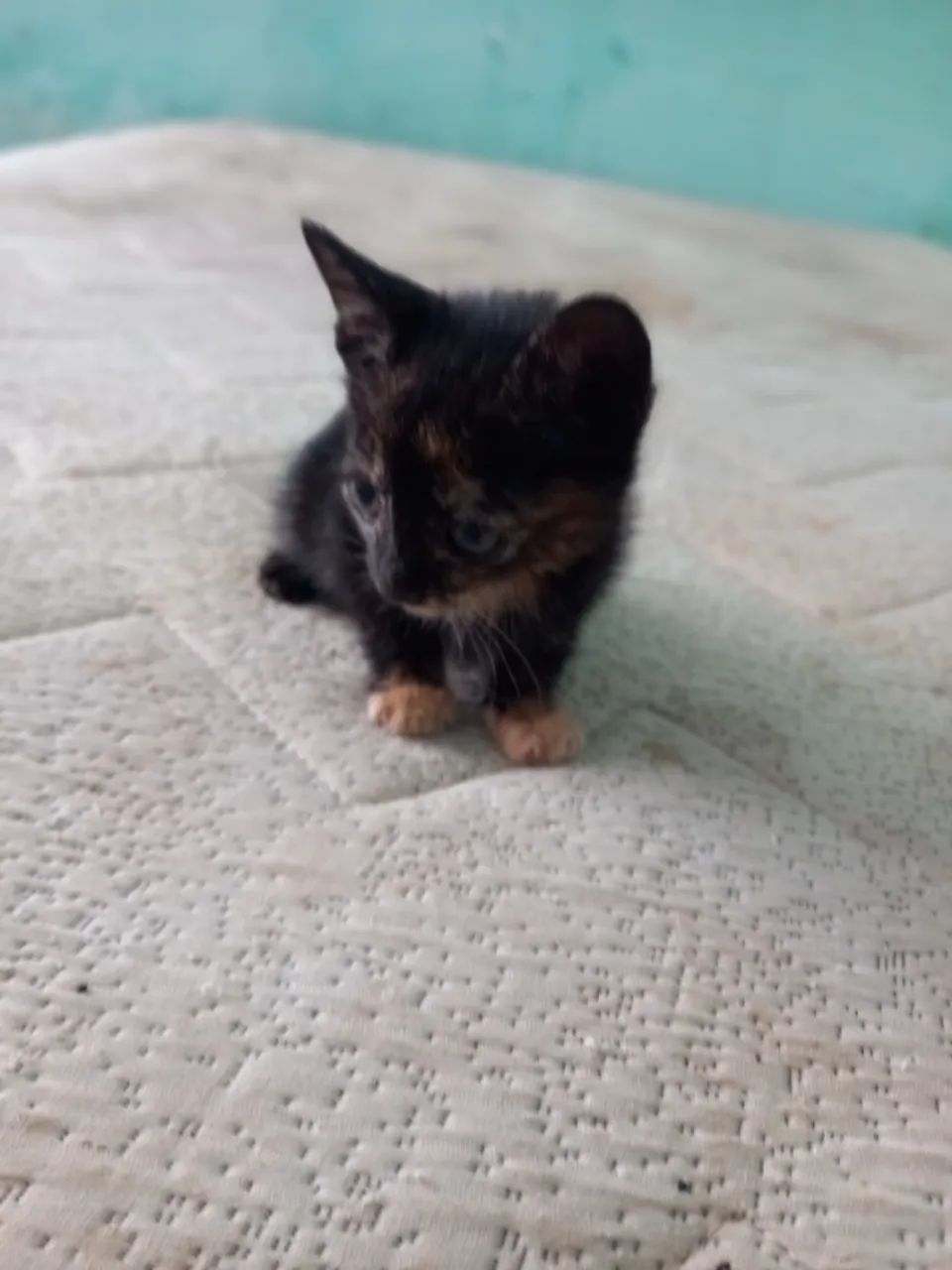 Gatos para Adoção  - Foto 3