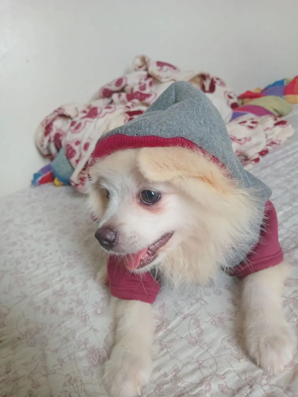 Roupinha de cachorro  - Foto 3