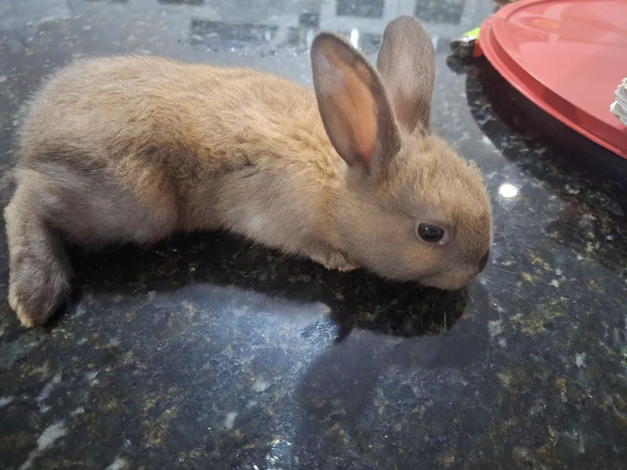 Coelhinhos com 25 dias de nascido, - Foto 2