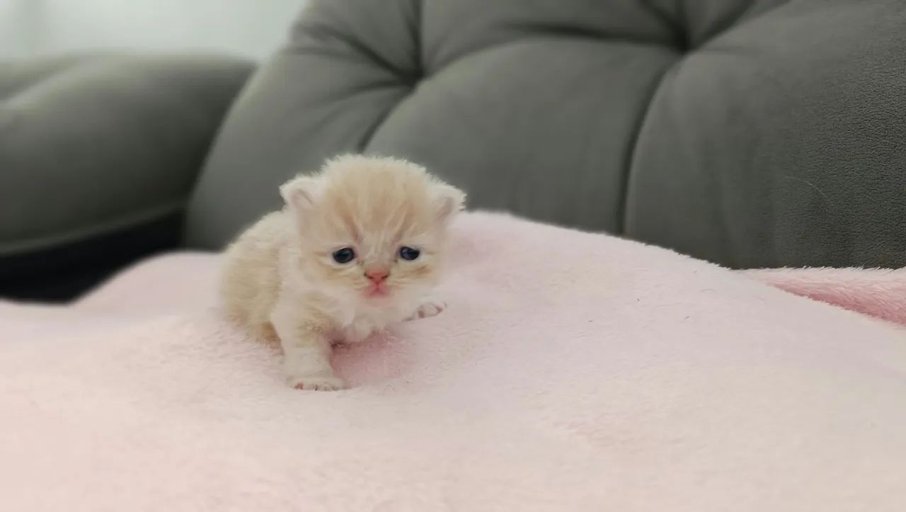 Gato persa - filhotes disponíveis  - Foto 3