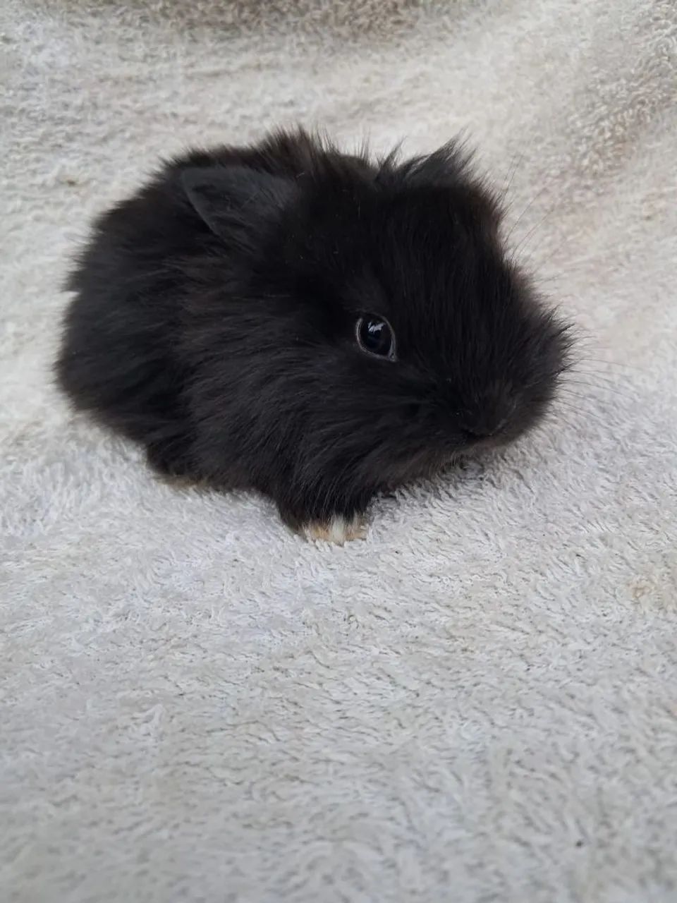  Coelho mini Leonhead