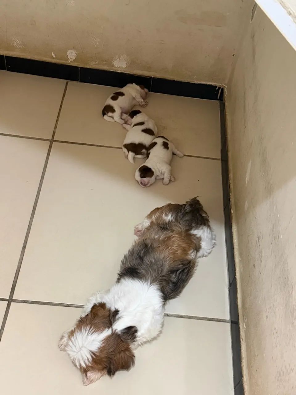 Cachorro  - Foto 4