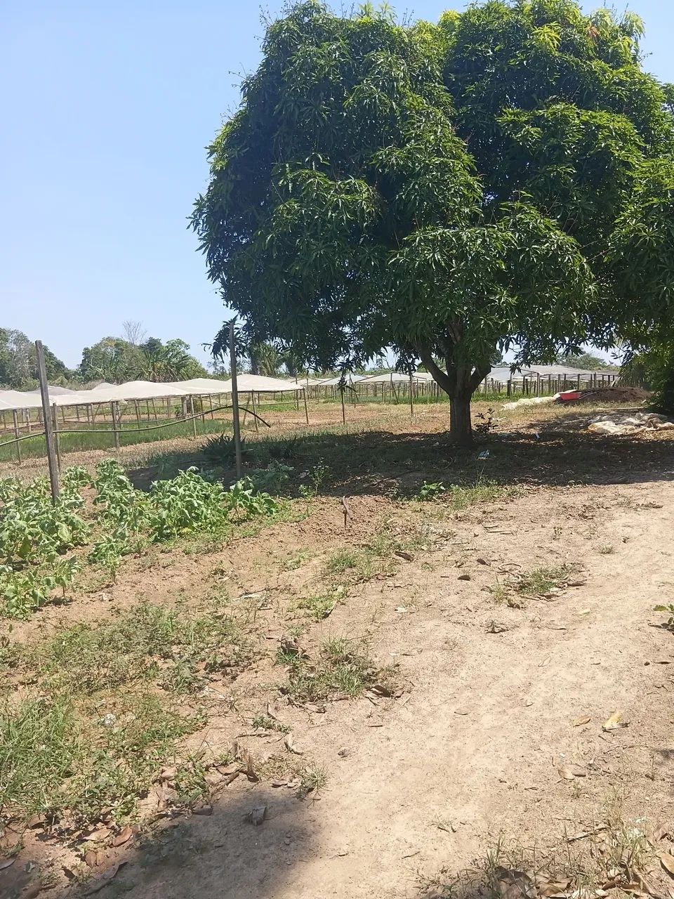 Vendo uma chácara com 6 e quitarem de terra  já formado - Foto 2