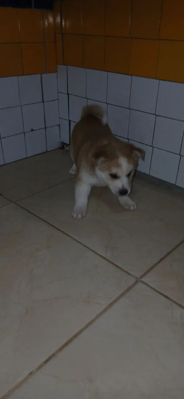 Husky com Malamute  - Foto 3