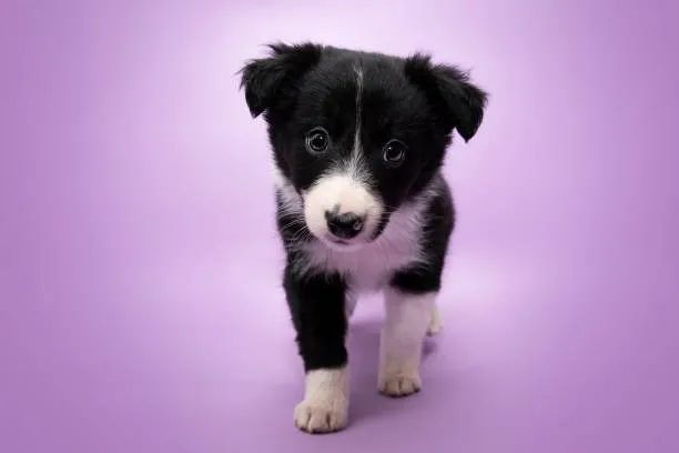 Border Collie Inteligência e Carinho Para Presentear