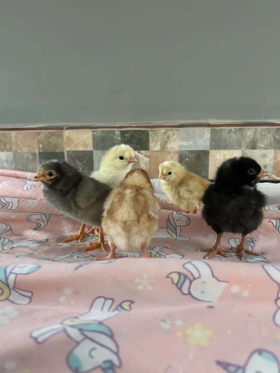 Pintinhos caipira - Foto 4