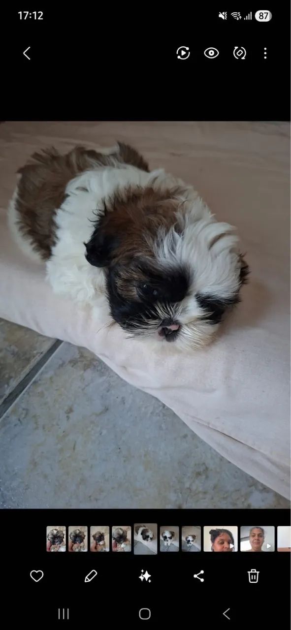 Pets  - Foto 2
