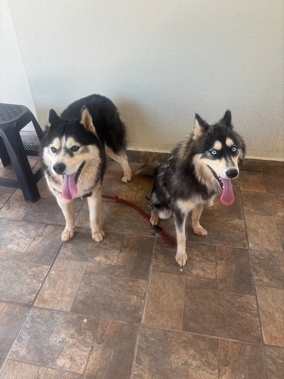 Husky siberiano  - Foto 4