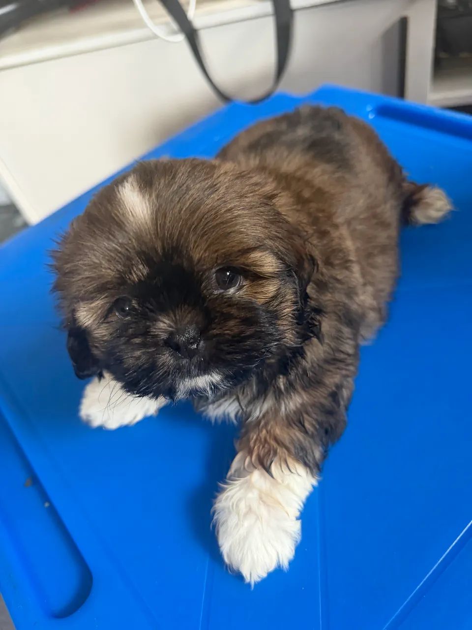 Shih tzu - Foto 3