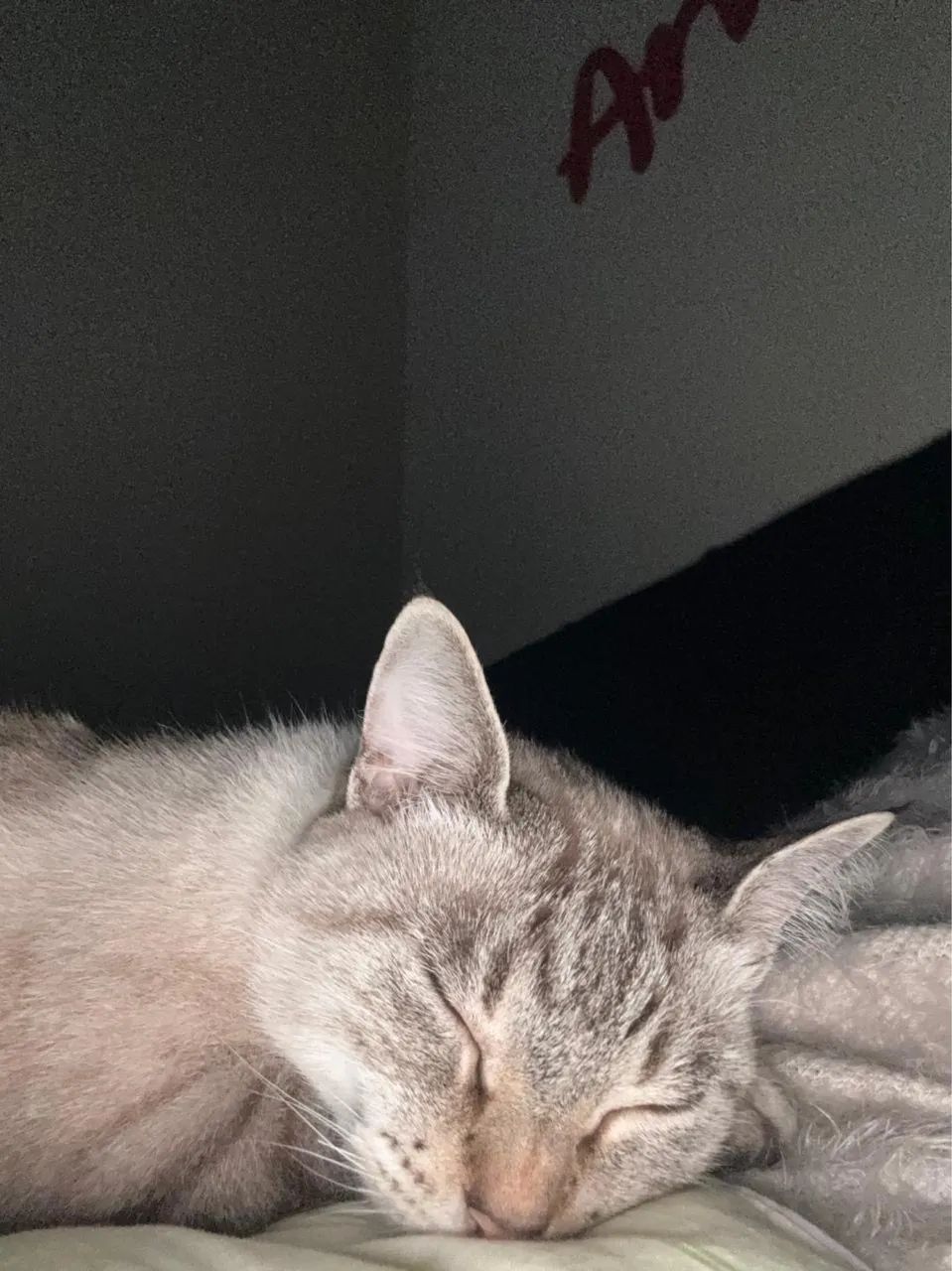 Gatos Pra Adoção! - Foto 5