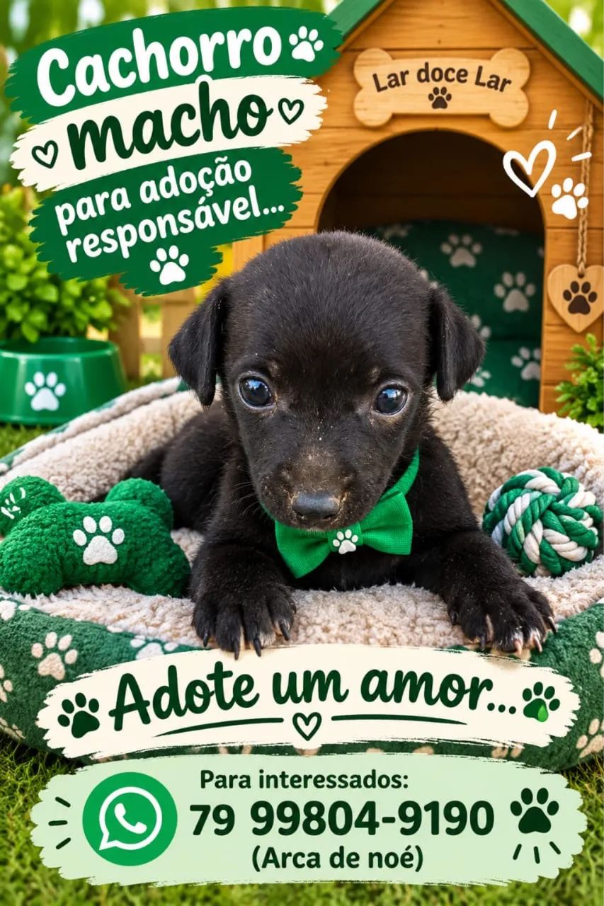 Adoção filhotes?