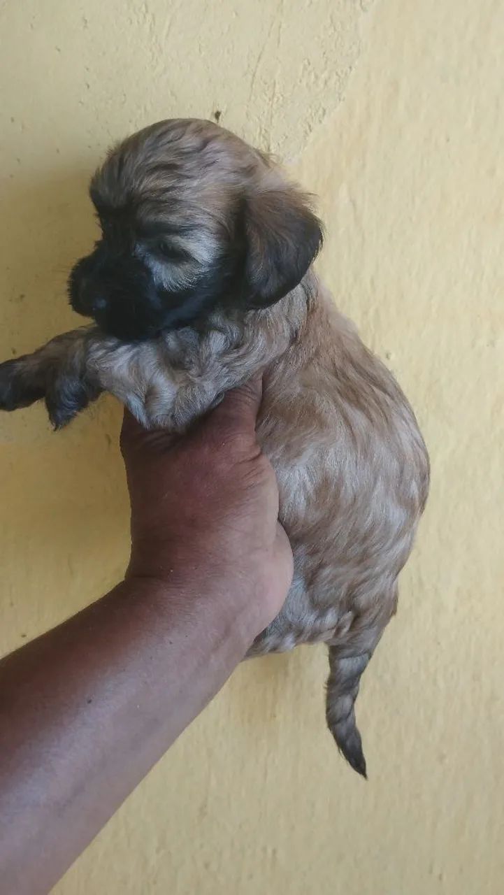 Vende se cães  - Foto 5
