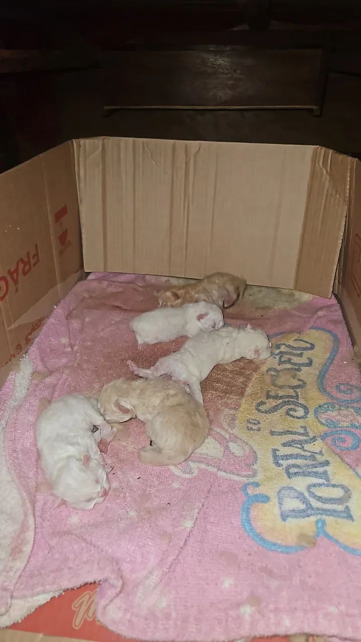 Filhote de gato ?  - Foto 3