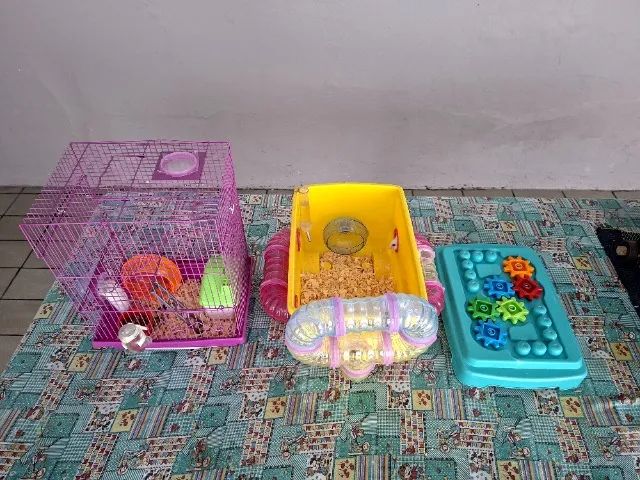 Hamster anão russo  - Foto 4
