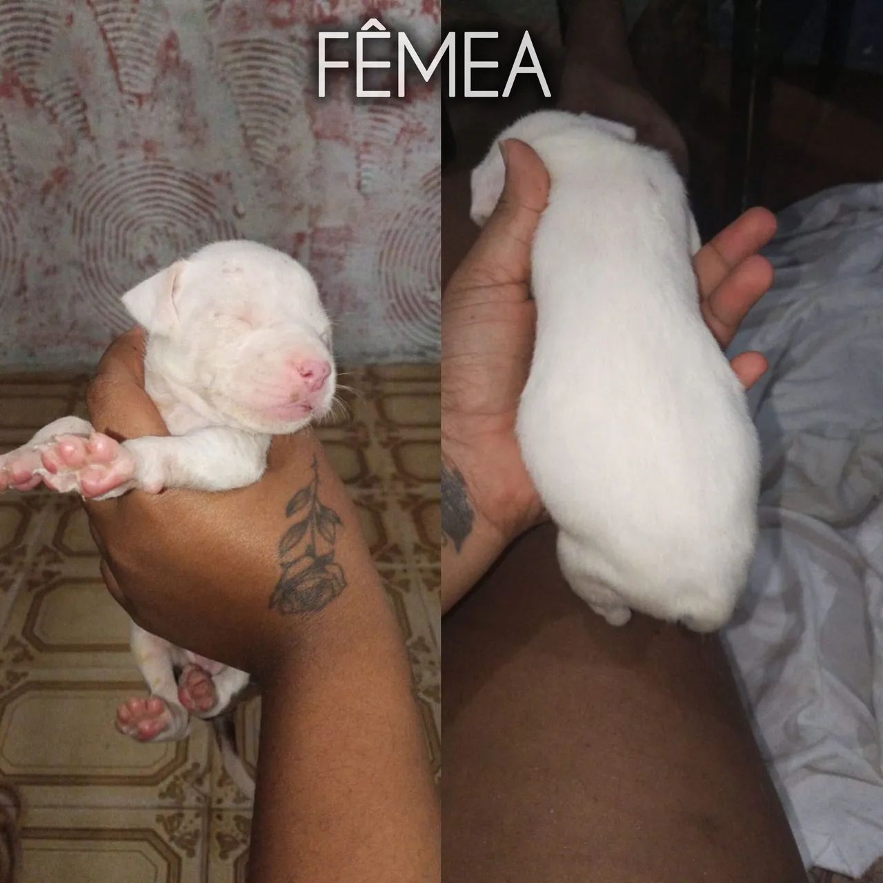 Cachorro 