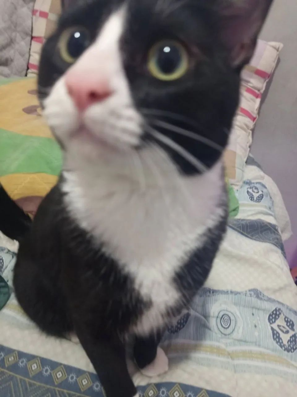 Doação Responsável - Gato - Foto 5