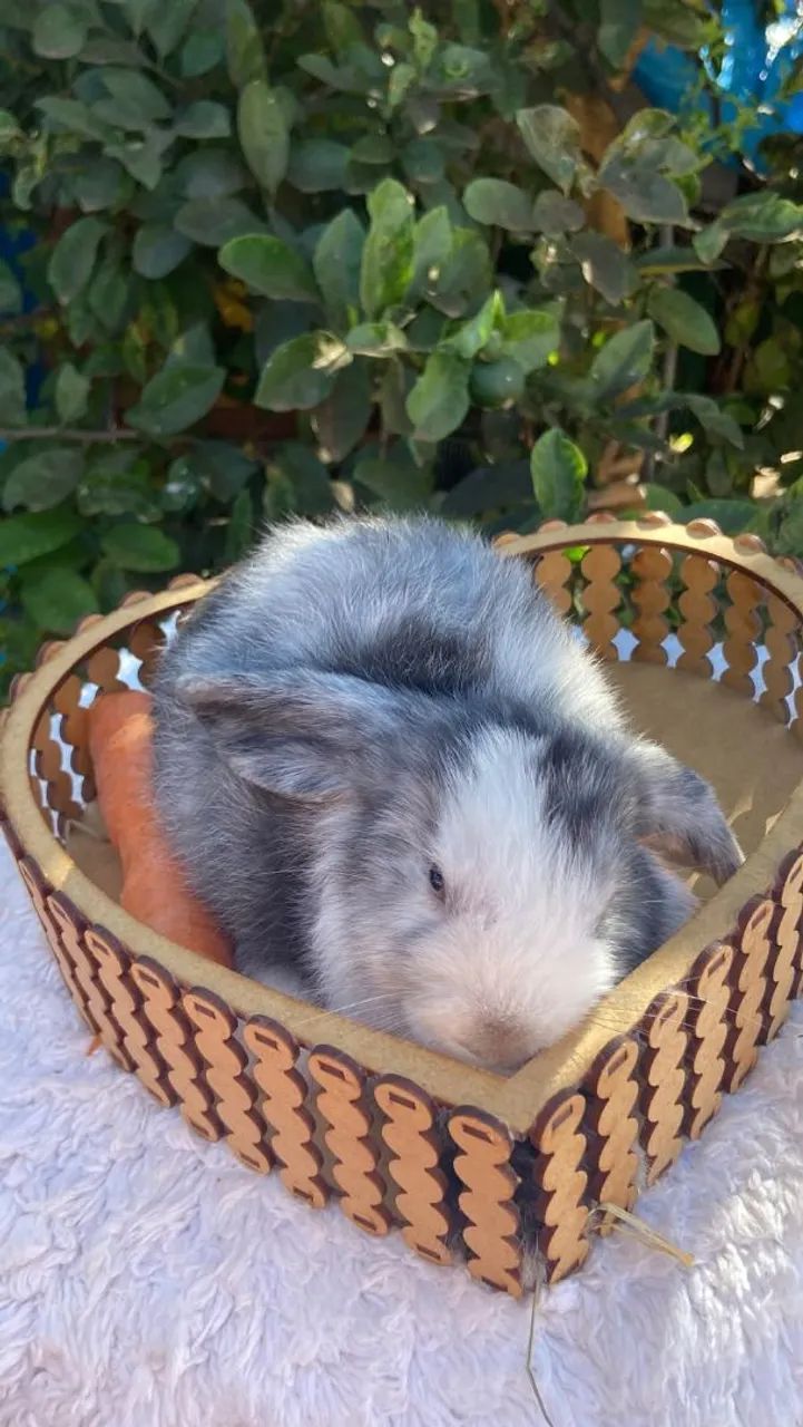 Coelho Mini Lop  - Foto 4