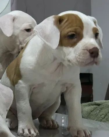 Pitbull