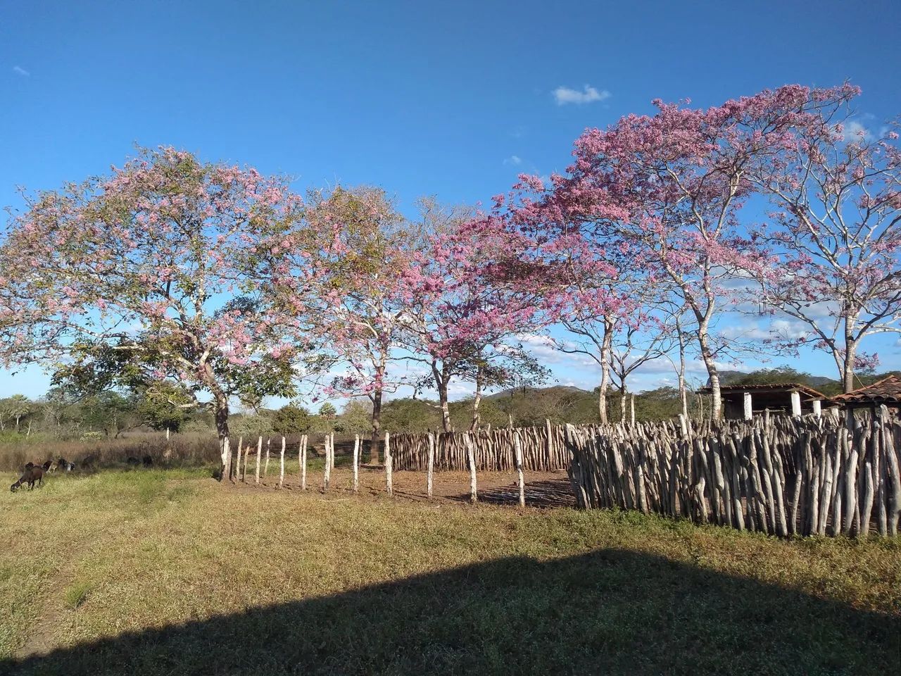 Promissora fazenda - Foto 3