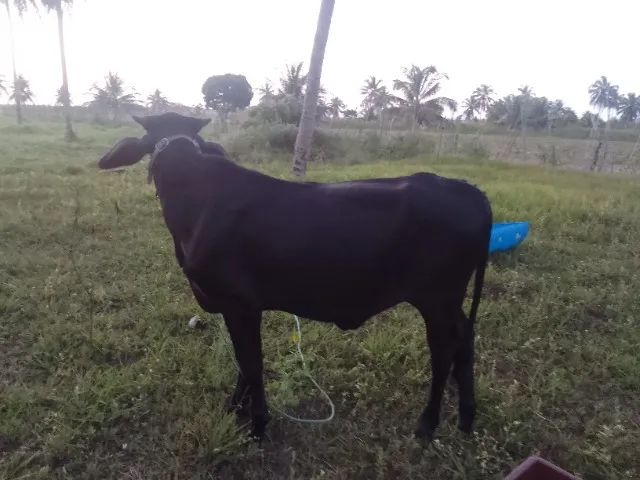 Bezerra
