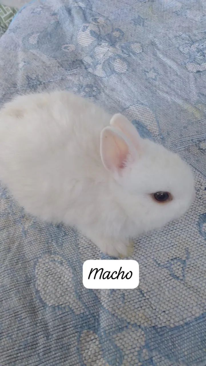Mini coelho  - Foto 6