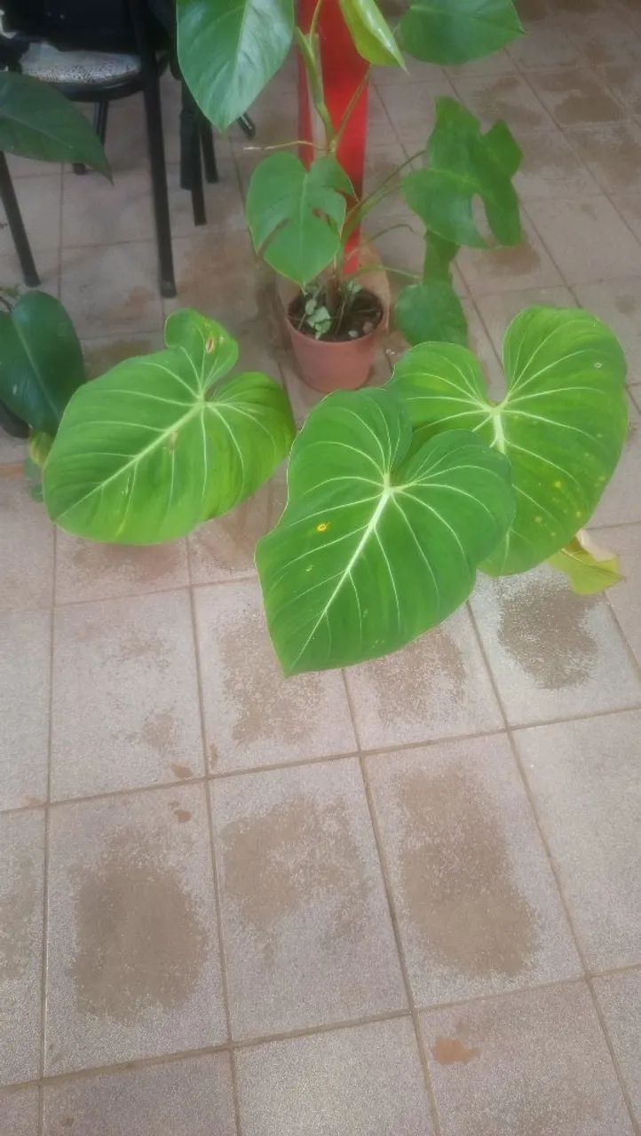 Costela de adão Combo verde magnata  - Foto 3