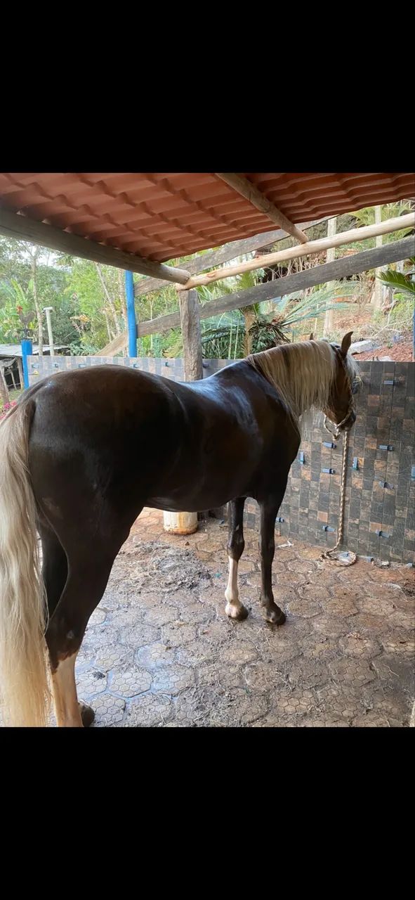 Filho do Ulisses Meaipe  - Foto 3